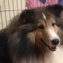 Labrador Retrievers and Shetland Sheepdogs from Enchanted Labradors & Shelties