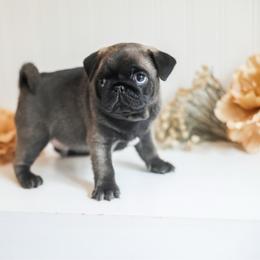 Silver black male - Silver male Pug puppy in Placerville, California from Gold Leaf Farm Pugs