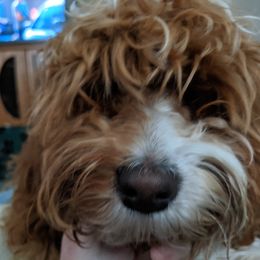 Australian Labradoodle Puppies from Llewellyn's Grove Labradoodles