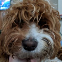 Australian Labradoodle Puppies from Llewellyn's Grove Labradoodles