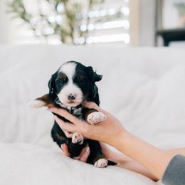 Danish - Tri-color male Bernedoodle puppy in Murray, Utah from Sun Valley Doodles