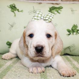 Sally - Lemon and white female Basset Hound puppy in Antlers, Oklahoma from Rocking H