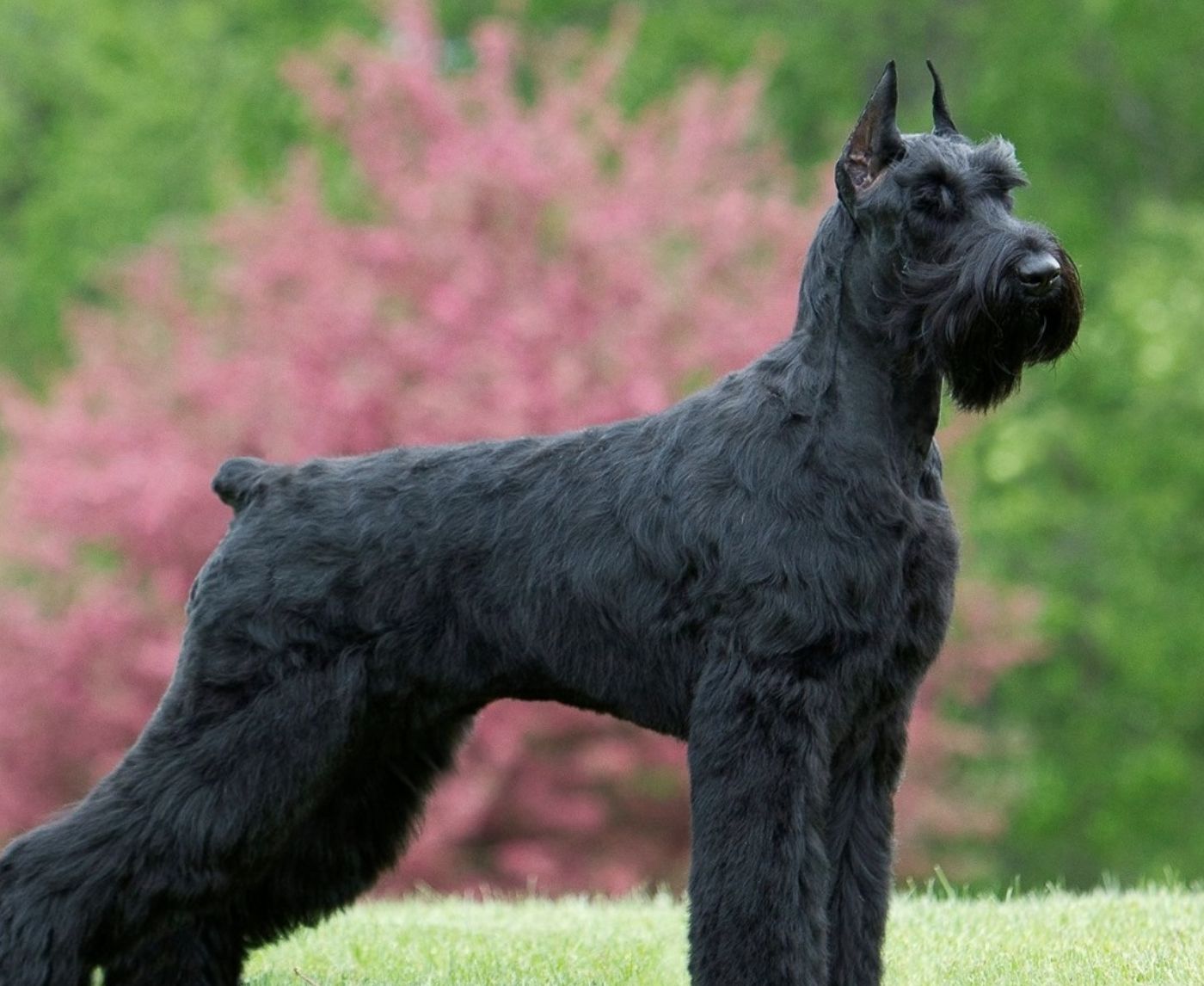 Spicerack Giant Schnauzers in Florida Giant Schnauzer puppies Good Dog