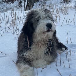 Bravo - Bernedoodle