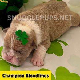 Astraea - Red and white female Bulldog puppy in Tremonton, Utah from Snuggle Pups