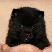Schipperke Puppies from Sea,-Breed schipperkes
