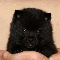 Schipperke Puppies from Sea,-Breed schipperkes