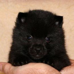 Schipperke Puppies from Sea,-Breed schipperkes