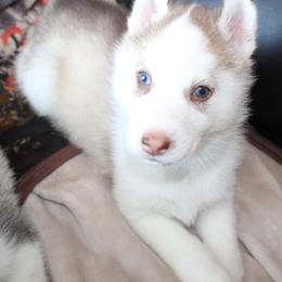 Siberian Husky Puppies from Tevana Siberians LLC