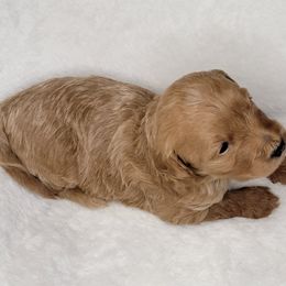 Goldendoodle Puppies from Lake Village Doodles