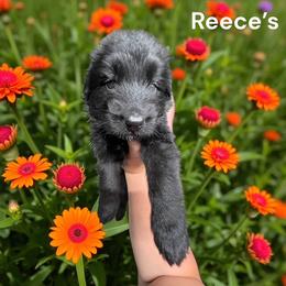 Boy 1 - Black male German Shepherd puppy in Oakland, Oregon from VHM German Shepherds