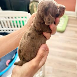 Sprout - AKC 4000 - Dapple male Dachshund puppy in Indian Trail, North Carolina from Hilda’s Teenie Weenies