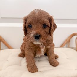Biscuit - Red male Cavapoo puppy in Apache Junction, Arizona from Coffey House Doodles