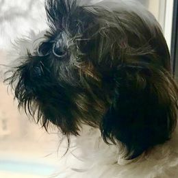 Shih Tzu Puppies from Willow Lane Shih Tzus