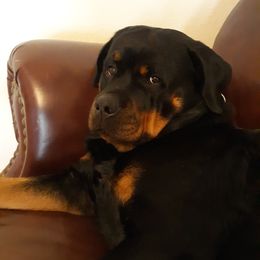 Rosie - Rottweiler