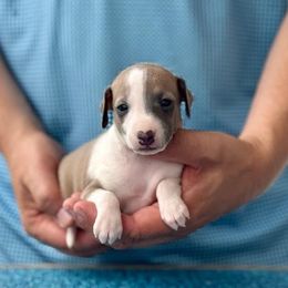 Boy 3 - Blue fawn male Italian Greyhound puppy in Sugar Valley, Georgia from Pinnacle Farm and Kennel