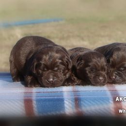 Brim Girl 1 - Chocolate female Labrador Retriever puppy in Point, Texas from Lakylu Kennels