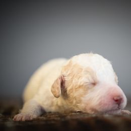Girl 2 - Chocolate merle female Bernedoodle puppy in Caldwell, Idaho from Boise Doodle Co.
