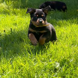 Yellow girl - Black and mahogany female Rottweiler puppy in Marysville, Washington from Iron Crown