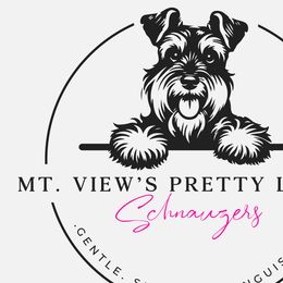 Miniature Schnauzers from Mt. View's Pretty Little Schnauzers