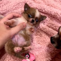 Fredrick ( charting to be maybe 3 pounds) - Chocolate blue male Chihuahua puppy in East Syracuse, New York from Blissful’s Chihuahuas