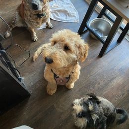 Goldendoodle All Grown Up from Lacy's Goldendoodles