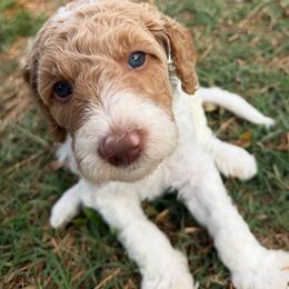 Red parti boy 6 - Parti male Double Doodle puppy in Yoakum, Texas from The Scott’s Dood Ranch
