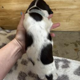 Mocha (Light Blue) - Liver and white female German Shorthaired Pointer puppy in Westminster, Maryland from Mischieous Miss Daisy: GSP Puppies