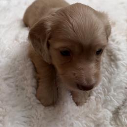 Dachshund Puppies from Sweet Cream Dachshunds