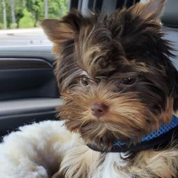 Chewy - Yorkshire Terrier