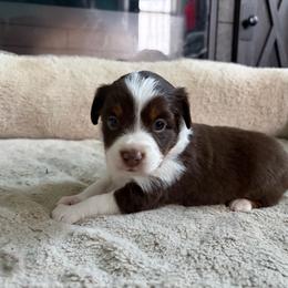Gypsy - Red tri-color female Miniature American Shepherd puppy in Terryville, Connecticut from Spirited Aussies