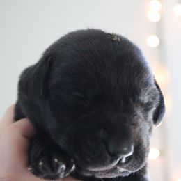 Golden Retriever and Labrador Retriever Puppies from Trenlock Kennels