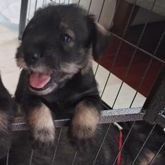 Standard Schnauzer Puppies from Harbor Hill Standard Schnauzers