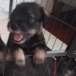 Standard Schnauzer Puppies from Harbor Hill Standard Schnauzers