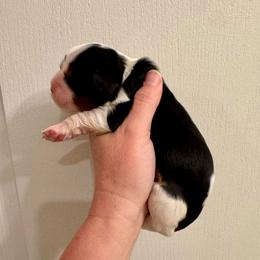 Demi - Tri-color female Cavalier King Charles Spaniel puppy in Eatonton, Georgia from TNT Puppies