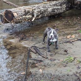 American Bully Puppies from Night Court Bullies