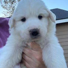 Angel Falls (Angel) - White female Great Pyrenees puppy in North Fork, California from Heritage Mountain Ranch