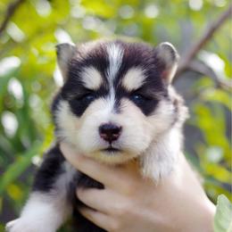 Ube - Black and white female Pomsky puppy in Trenton, Texas from Blissful Paws Pomskies