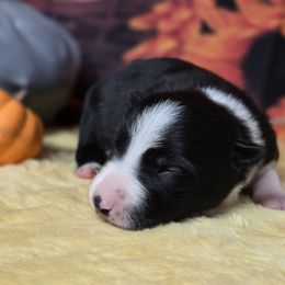 Violet Buckle - Black and white female Border Collie puppy in Avilla, Indiana from Borderline Kennels