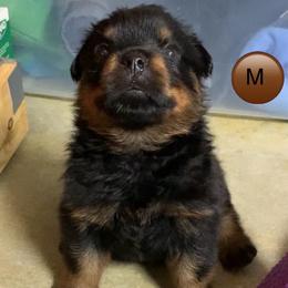 Brown collar - Black and mahogany male Rottweiler puppy in Cleveland, Tennessee from Thomas Rotts