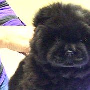 Pink collar girl - Chow Chow puppy in Marengo, Iowa from Imagine Chows