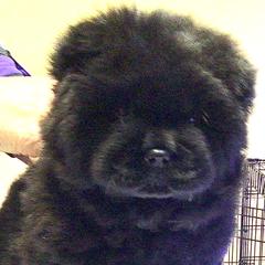 Pink collar girl - Chow Chow puppy in Marengo, Iowa from Imagine Chows