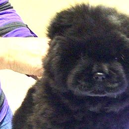 Pink collar girl - Chow Chow puppy in Marengo, Iowa from Imagine Chows