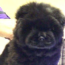 Pink collar girl - Chow Chow puppy in Marengo, Iowa from Imagine Chows