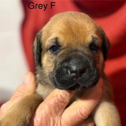 Grey Collar N - Fawn female Cane Corso puppy in Paris, Texas from Knucklehead Cane Corso