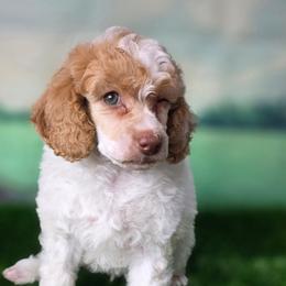 Raphael - Parti male Poodle puppy in Springfield, Oregon from Valaurah Farms