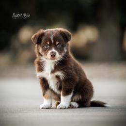 Torpedo Anna - Red tri-color female Miniature American Shepherd puppy in Herriman, Utah from Painted Blue Aussies