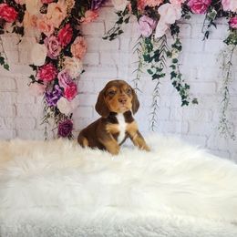 Beagle Puppies from Lovan's Spring Creek Kennel