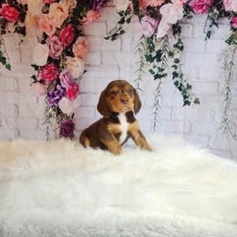 Beagle Puppies from Lovan's Spring Creek Kennel