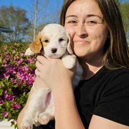 Cavapoo Puppies from WW Cavapoos